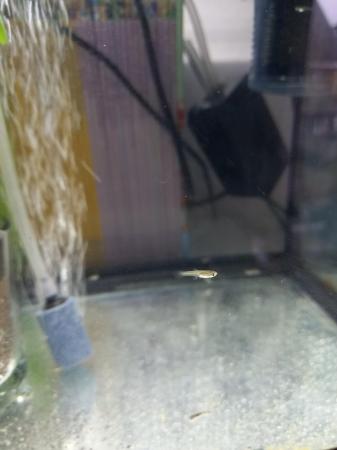 Image 4 of 2 weeks old Guppies available 50p each