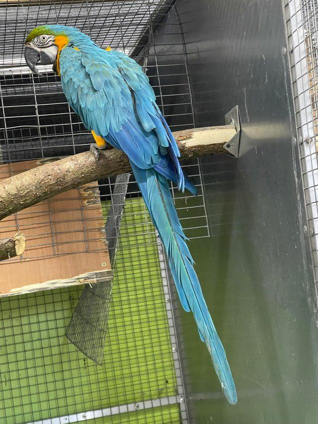 Preview of the first image of Blue and gold macaw male for sale.