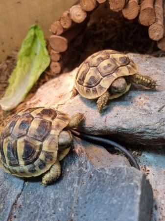 Image 6 of Several Baby Hermanns Tortoise