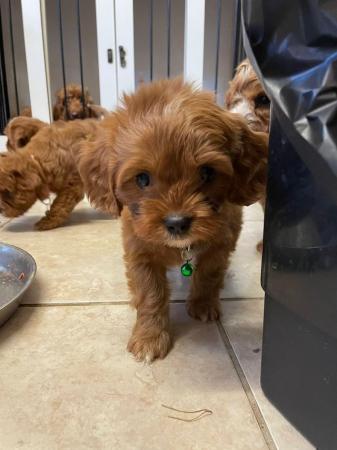 Image 5 of Cavapoo puppies ( parents Heath checked clear)
