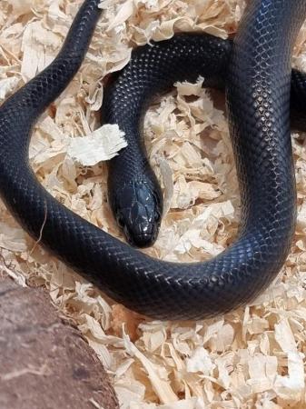 Image 5 of MEXICAN BLACK KINGSNAKES CB2022