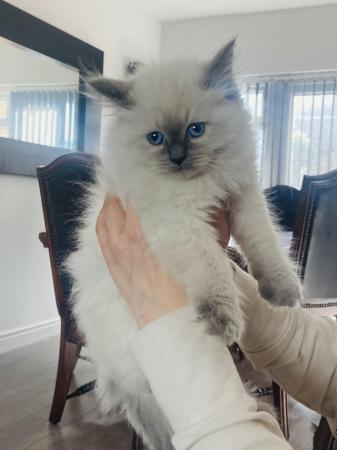 Image 1 of Pure breed blue eyed male Ragdoll