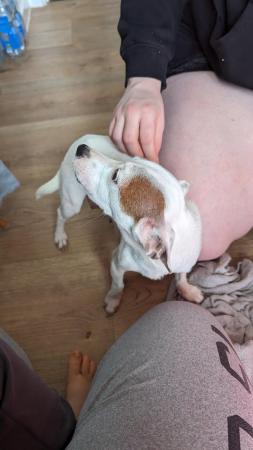 Image 8 of Mini Jack Russell puppiesREADY 3 May 3 left