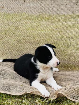 Image 33 of READY NOW One border collie girl puppy !!!
