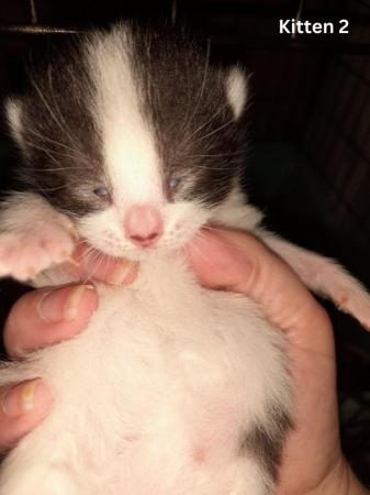 Image 5 of Female Kittens Availalable x3 from a litter of 5