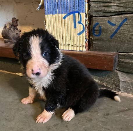 Image 4 of Home reared Border collie pups