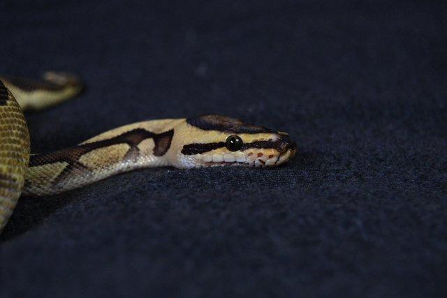 Image 5 of Ball Python Leopard Fire Enchi Yellowbelly Pos Het Clown.