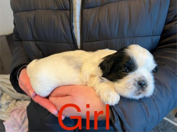 Image 4 of Beautiful litter of 4 Shih tzu puppies for sale