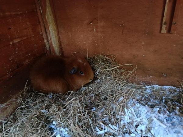 Image 4 of Male and Female Guinea Pigs for sale in Worthing