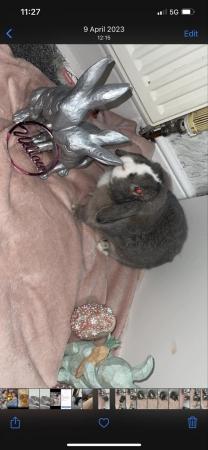 Image 4 of Female Mini Lop 2 years old