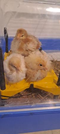 Image 2 of 23 days old Rhode Island red chick Roosters for Sale