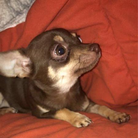 Image 2 of DELILAH - a Delectable, Miniature Chocolate Chihuahua Girl !