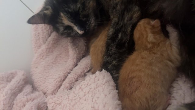 Image 10 of Fluffy ginger kittens and 1 black and white