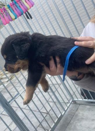 Image 3 of Rottweiler kc registered puppies