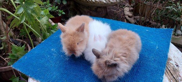 Image 2 of PURE BRED DOUBLE /TEDDY LION HEAD BABIES