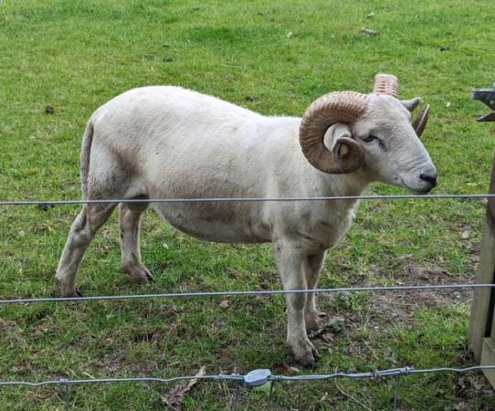 Image 2 of Proven Wiltshire Horn Ram Located in Hampshire