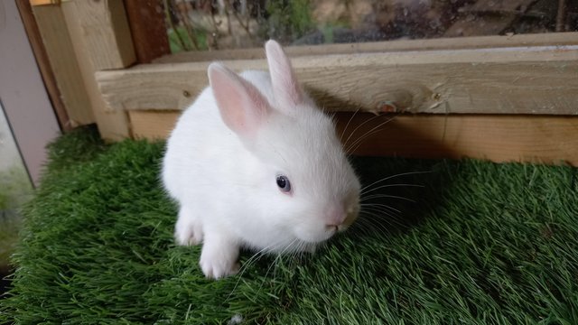 Image 5 of Cute Blue Eyed white Netherland Dwarf bunnies