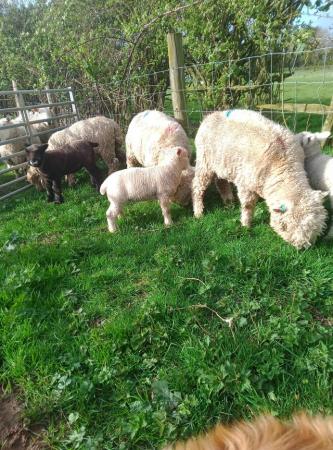 Image 2 of Ryeland ewes with lamb's at foot