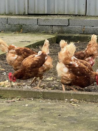 Image 3 of Point of lay hens for sale