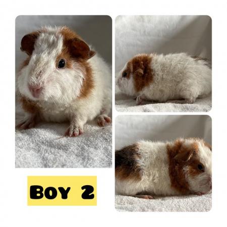 Image 4 of Two baby teddy boars for sale.