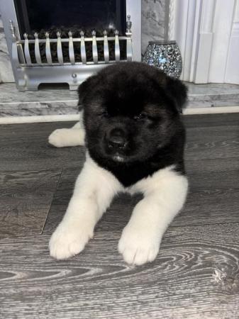 Image 4 of american akita puppies for sale
