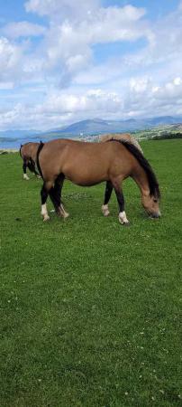Image 2 of Golden buckskin welsh c mare