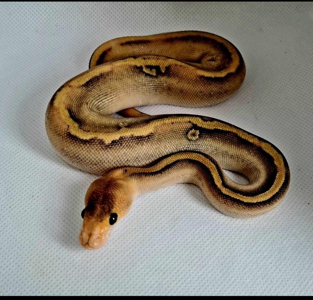 Preview of the first image of Baby banana champagne het pied.