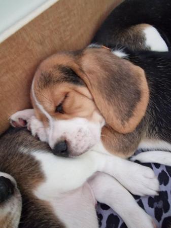 Image 19 of Adorable beagle puppy - ready for a new home