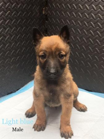 Image 9 of READY TO LEAVE. Belgian Malinois puppies