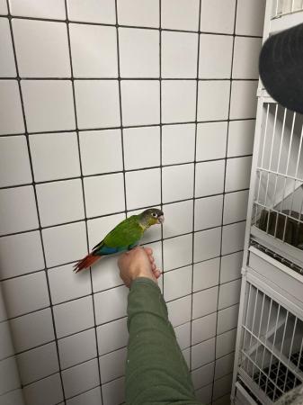 Image 7 of Silly Tame Hand Reared Baby Green Cheek Conures