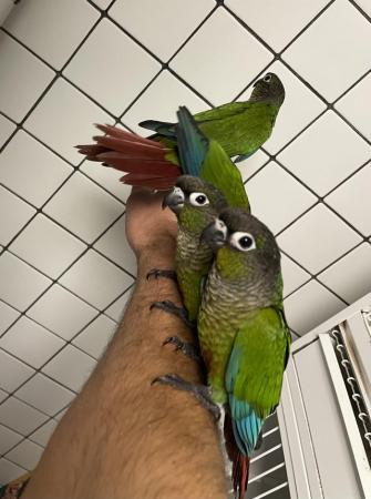 Image 1 of Hand Reared Baby Green Cheek Conures £280