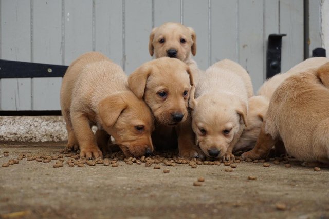 Preview of the first image of KC Registered Labrador puppies.