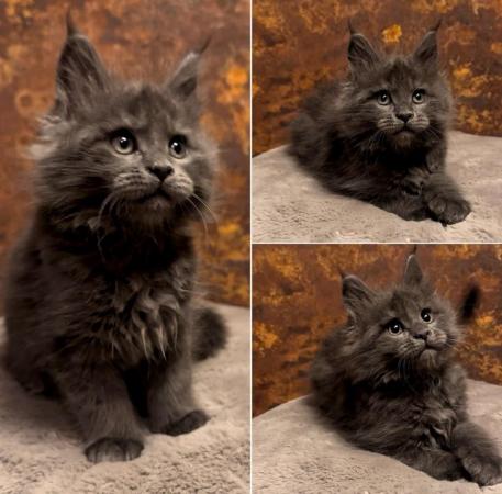 Image 11 of GCCF/ TICA proven blue Maine Coon stud. London