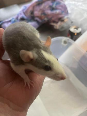 Image 3 of 5 half dumbo ear baby rats only 1 girl left and 4 boys