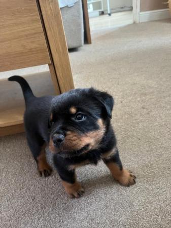 Image 3 of Rottweiler puppies KC registered Ready Now