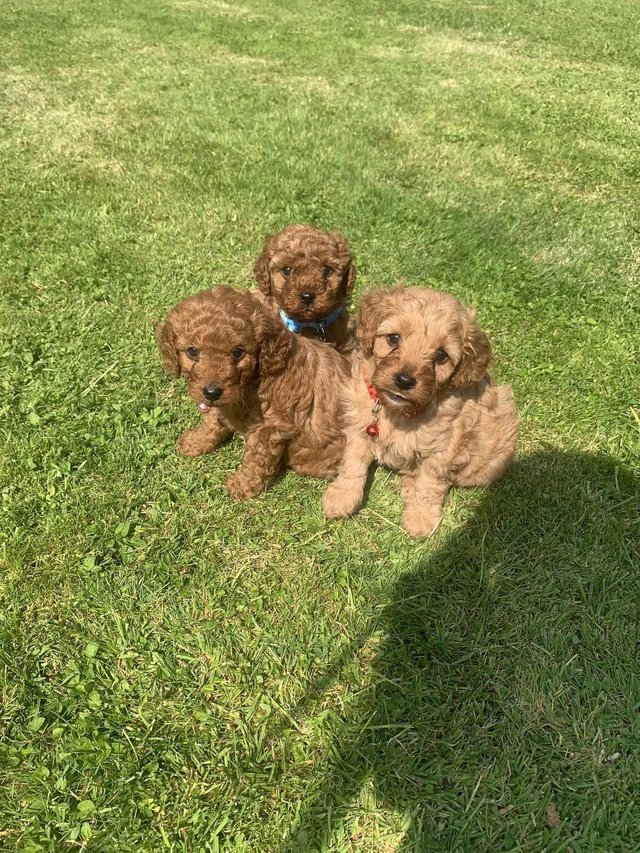Preview of the first image of Gorgeous F1b Cavapoo puppies.