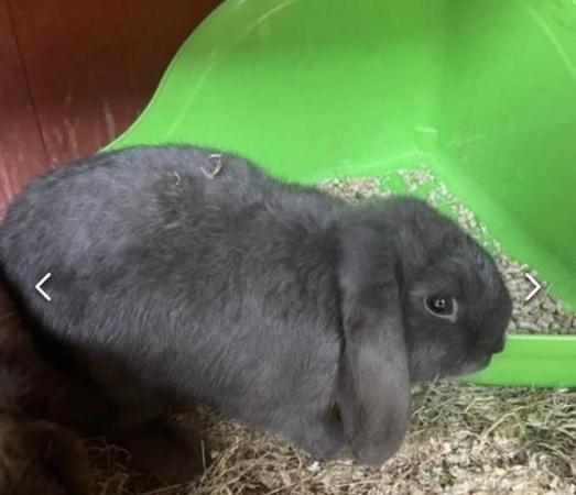Image 4 of Stunning proven  male rabbit for sale