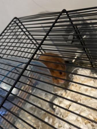 Image 5 of Syrian Hamster for sale