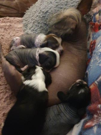 Image 1 of KC Chinese crested puppieslooking for their forever home