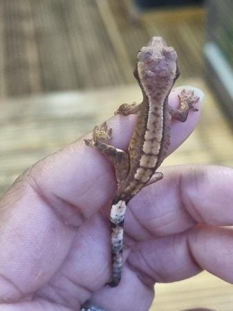Image 17 of Beautiful baby Crested Geckos! Only 2 LEFT