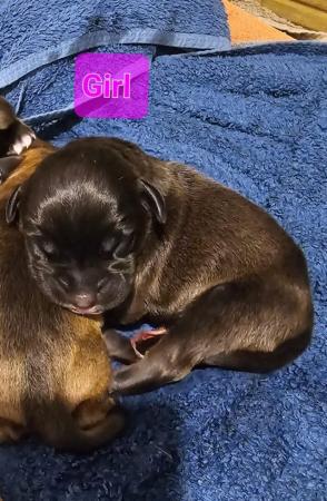 Image 7 of Staffordshire bull terrier puppies 5 girls 2 boys