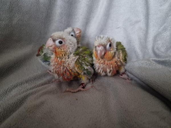 Image 5 of Adorable fully hand reared conure baby's