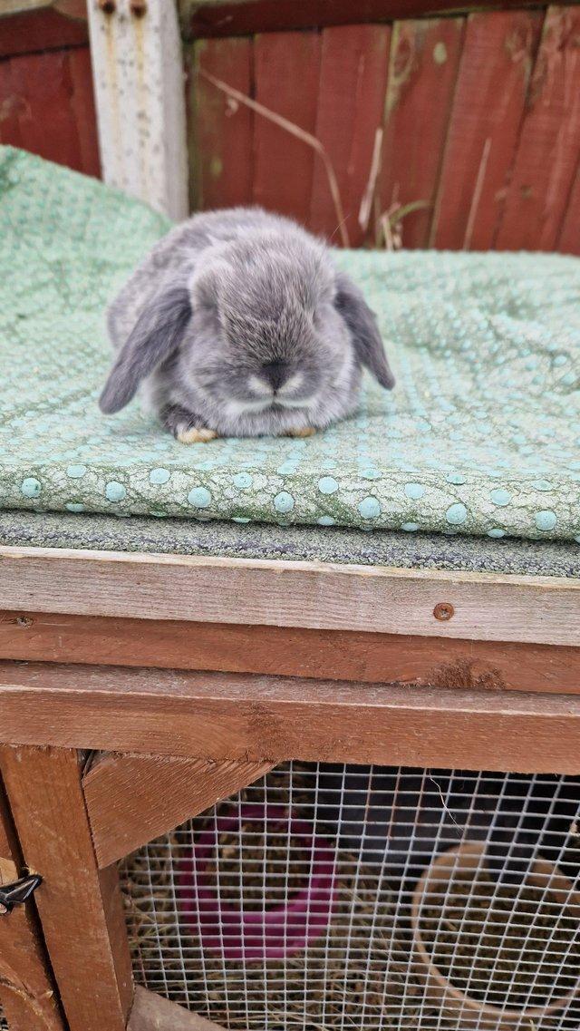 Preview of the first image of Mini lop looking for her forever home.