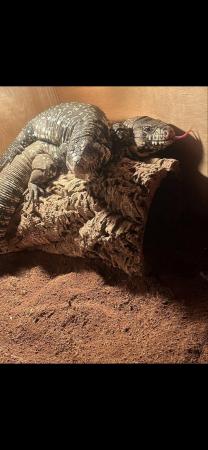 Image 2 of X2 black and white tegu for sale