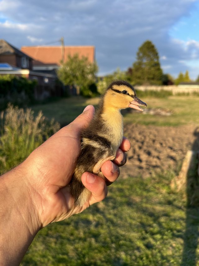 Preview of the first image of Female miniature appleyard ducklings.