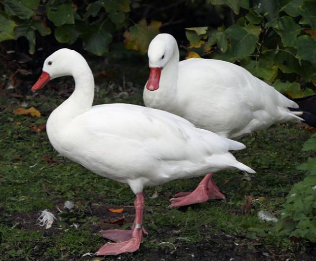 Preview of the first image of Coscobra swan pair 2023 bred.