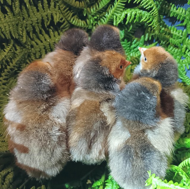 Preview of the first image of Various Purebred chicks (see advert).