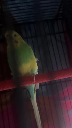 Image 2 of couple months old. female budgie