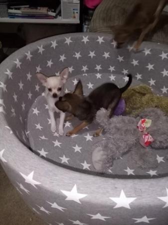 Image 3 of very small chihuahua pups for sale  only 1 boy n 1 girl left
