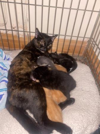 Image 2 of 3 mixed breed kittens for sale, ready now!!